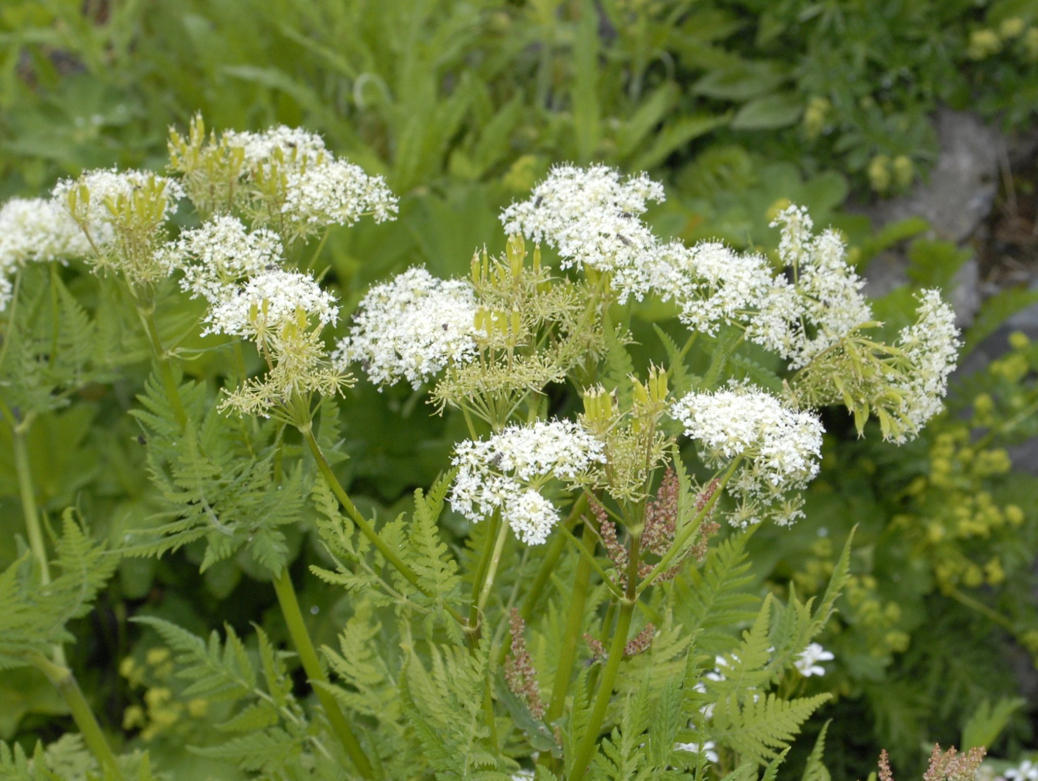 Cicely - The Popular Home