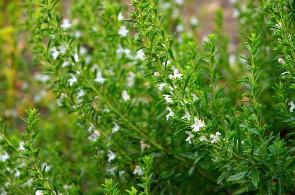 Winter Savory The Popular Home